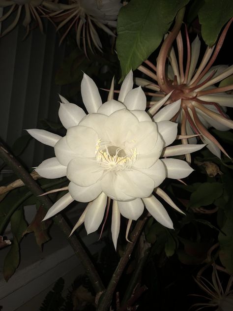 Nocturnal Flowers, Rising Moon, Midnight Garden, Flowers Bloom, Setting Sun, Plant Pictures, At Night, African American, Wild Flowers