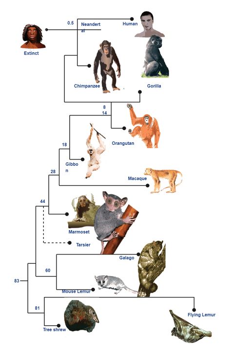 Primate Evolution Phylogenetic Tree Human Evolution Tree, Phylogenetic Tree, Earth History, Tree Diagram, Human Evolution, Zoology, Primates, Ancient History, The Tree