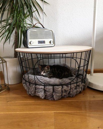 Cool Cat Beds, Katt Diy, Katt Grejer, Wallpaper Macbook, Cat House Diy, Cat Room, Cat Diy, Pet Furniture, Cat Furniture