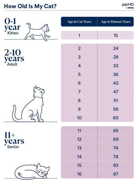 Cat Ages In Human Years, Cat Age Chart, Cat Age, Purebred Cats, Cat Years, Cat Ages, Adventure Cat, Cat Language, Older Cats