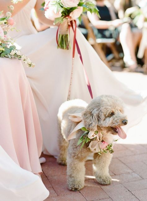 Spring Wedding At California's Quail Ranch Wedding Pets Decor | Wedding Dogs | Wedding Ideas | Wedding Pet Photos | Wedding Pet Outfits | Dog Signs Dog Wedding Outfits, Flower Girl Outfit, Boda Mexicana, Wedding Pets, Girl Dog, Wedding Flower Girl, Dog Flower, Dog Wedding, Wedding Outfits