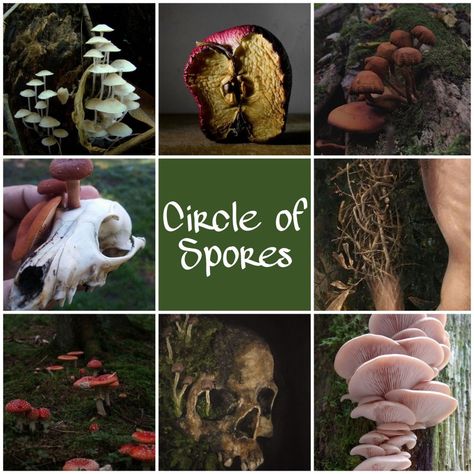 Circle Of Spores Druid Dnd, Circle Of The Spores Druid, Dnd Circle Of Spores, Spore Druid Dnd, Spore Druid Aesthetic, Circle Of Spores Druid Aesthetic, Druid Vibes, Druid Aesthetic Dnd, Mushroom Druid