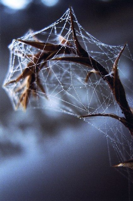 Tumblr Cameron Gray, Natural Structures, Spider Art, Amazing Pictures, Arachnids, Spider Web, Amazing Nature, Nature Beauty, Natural World