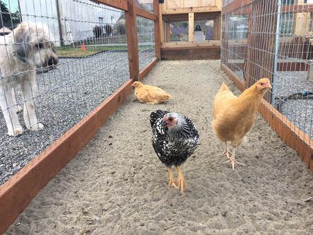 Chicken Fencing Ideas, Chicken Moat Around Garden, Chicken Moat, Pine Shavings, Feed Store, Chicken Owner, Deer Fence, Big Farm, Coop Plans