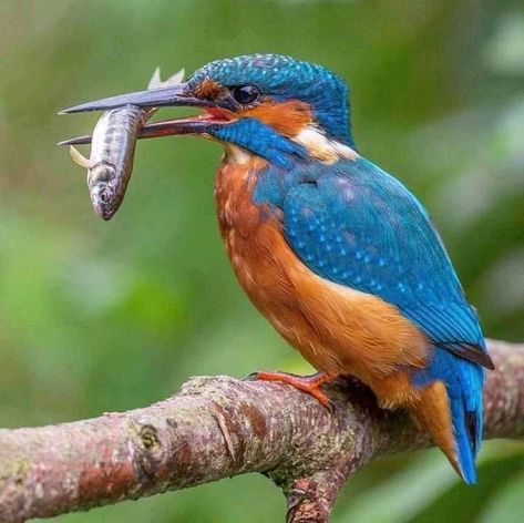 King Fisher, Australian Birds, Art Gallery Wallpaper, Arachnids, Kingfisher, Birdy, Beautiful Roses, Beautiful Birds, Blue Bird