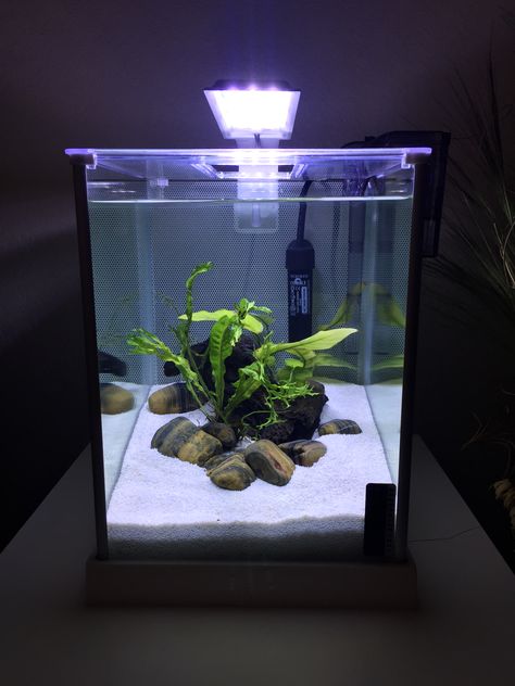 Redid Gabby’s Fluval 2 gallon tank, added Java Fern and white sand, thinking of getting a Koi Betta fish... Aquarium Design For Betta Fish, White Sand Fish Tank, 2 Gallon Fish Tank Ideas, White Betta Fish Tank, White Sand Aquarium, Sand Fish Tank, 3 Gallon Fish Tank, Koi Betta Fish, Cool Fish Tank Decorations