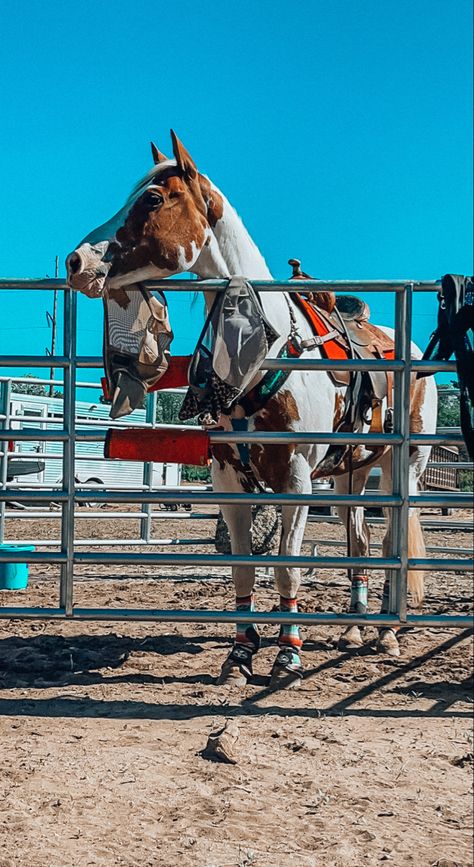 Rodeo Horses Barrels, Barrel Racing Pictures, Barrel Horses, Western Horse Riding, Pictures With Horses, Western Horses, Cute Horse Pictures, Horse Back Riding, Barrel Racing Horses