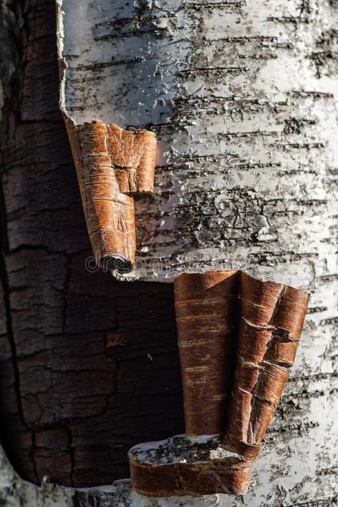 Wood Bark Art, Tree Trunk Photography, Tree Bark Aesthetic, Tree Bark Photography, Bark Drawing, Birch Tree Photography, Birch Tree Bark, Tree Bark Texture, Scandinavian Inspiration