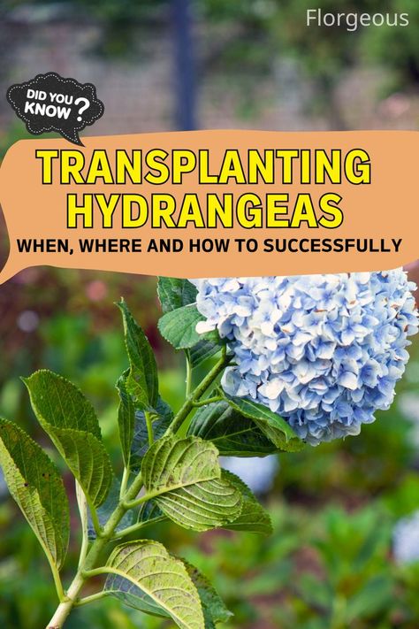 Transplanting Hydrangeas Transplanting Hydrangeas, Hydrangea Plant Care, Garden Soil Preparation, Beach Landscaping, Hydrangea Plant, Hydrangea Varieties, Hydrangea Bush, Outside Plants, Garden Remedies