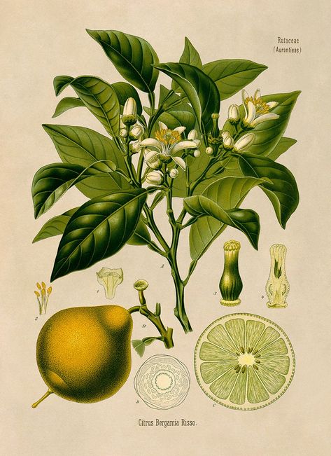 Bergamot Orange Botanical Illustration Poster. Circa 1883 MOBO251 DETAILS * Sprayed with a protective coating to shield from UV Rays, dust and moisture. * Printed on a smooth enriched archival paper with a matte finish. * Printed to order using archival pigmented inks on acid free materials. PRINT SIZE + CUSTOMIZATION * Print is borderless, if you require extra border just ask. * If you require a size not listed please don't hesitate to ask. * Our goal is to provide you with a beautiful full-sca Bergamot Plant, Illustration Botanique Vintage, French Illustration, Herb Prints, Fruit Art Print, Bergamot Orange, Orange Citrus, Antique Botanical Print, Illustration Botanique