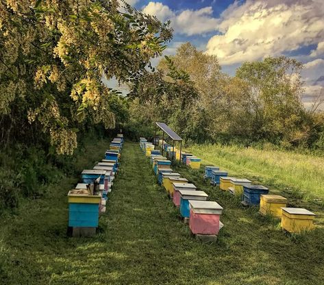 Bee Farm Aesthetic, Apiary Design, Honey Bee Farming, Bee Farming, Honey Farm, Honey Brand, Bee House, Honey Design, Farm Lifestyle