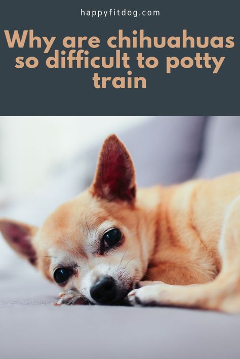 Potty training a dog is essential. However, chihuahuas can be difficult to potty train. This is why...#chihuahua #pottytraining #dogs #puppies #healthydog #happydog Chihuahua Puppy Training, Potty Training Puppy Apartment, Chihuahua Training, Training A Dog, Easy Potty Training, Dogs Chihuahua, Best Guard Dogs, Apartment Dogs, Dog Behavior Problems