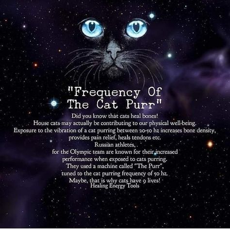 "Believe It or Not, There Is Some Science to This A cat’s purr emanates a frequency in the range of 20–140 Hertz, known to be therapeutic,… Cat Purr Healing, Cat Spirit, Didgeridoo, Cat Purr, A Black Cat, Pet Sitting, Animal Facts, Cat Facts, Cat Quotes