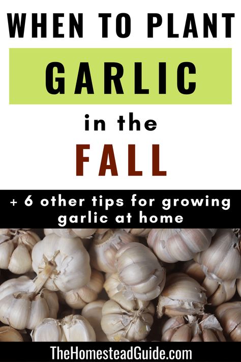 When to plant garlic in the fall and six other tips for growing garlic at home. The homestead guide dot com. How And When To Plant Garlic, When To Plant Garlic Fall, Grow Your Own Garlic, Plant Garlic In Fall, Planting Garlic In Fall In Containers, How To Plant Garlic In The Fall, Growing Garlic Indoors, How To Grow Garlic Indoors, How To Grow Garlic From A Clove