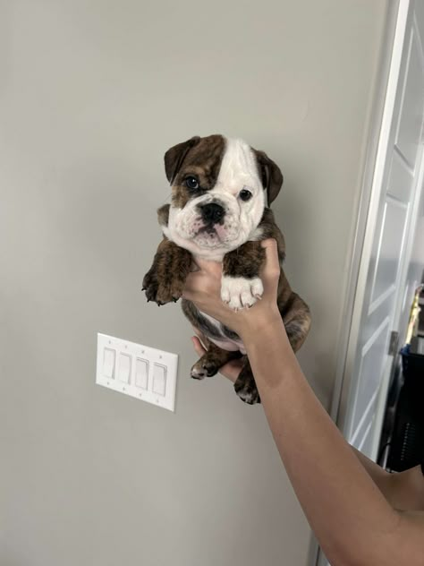 AKC English Bulldogs | PetClassifieds.com Cute English Bulldog Puppies, Cute English Bulldogs, Mini English Bulldogs, Miniature Bulldog, English Bulldog Pictures, English Bulldog For Sale, Puppy Bulldog, Cute Bulldog Puppies, Puppies For Sale Near Me