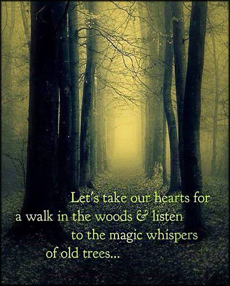 Let’s take our hearts for a walk in the woods and listen to the magic whispers of old trees Citation Nature, Wild Women Sisterhood, A Walk In The Woods, Motivation Positive, Old Trees, Life Quotes Love, Wild Woman, Walk In The Woods, Nature Quotes