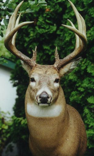 Bambi's Father Deer Front View, Alastor Redesign, Animals With Antlers, Smokey Mountains Vacation, Deer Camp, Whitetail Bucks, Deer Buck, Deer Family, Big Bucks