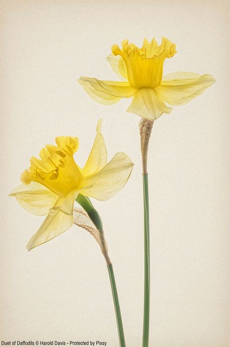 Learn to Photograph Flowers for Transparency in Six Steps | Pixsy Daffodil Reference, Daffodil Photography, March Flower, Bouquet Drawing, Daffodils Planting, Daffodil Bouquet, Flor Tattoo, Daffodil Tattoo, Candle Tattoo