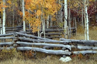 Worm fences, commonly known as snake rail and zigzag fences, have been popular for centuries because they can stand alone without the need for posts or any other material except for logs and a few ... Firewood Fence, Rock Fence, Log Fence, Landscape Timbers, Split Rail Fence, Country Fences, Living Fence, Horizontal Fence, Types Of Fences