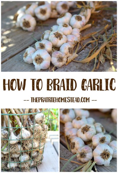 Braiding Garlic For Storage, Braid Garlic, Garlic Farming, Garlic Braid, Garlic Plants, Garlic Growing, The Prairie Homestead, Prairie Homestead, Grow Garlic