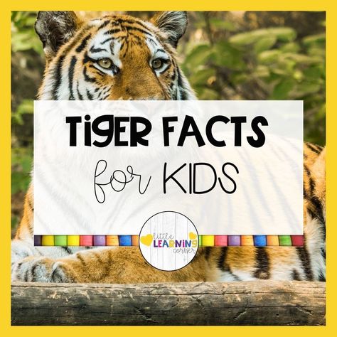 These fun and interesting tiger facts for kids are great for your non-fiction animal lessons and activities. Animal facts for kids... #tigers #factsforkids Tiger Facts For Kids, Horse Facts For Kids, Jungle Activities, Project Tiger, Tiger Habitat, Animal Facts For Kids, Tiger Facts, Tiger Species, Tiger Kids