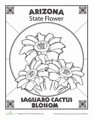 Take a whiff of Arizona's state flower, the saguaro cactus blossom! Color in this unusual flower and decide whether you think it grows in the city or desert. Arizona State Flower Tattoo, State Flower Tattoo, Flower Worksheet, Saguaro Cactus Blossom, Arizona State Flower, Tattoo Collage, Desert Habitat, State Project, Arizona Tattoo