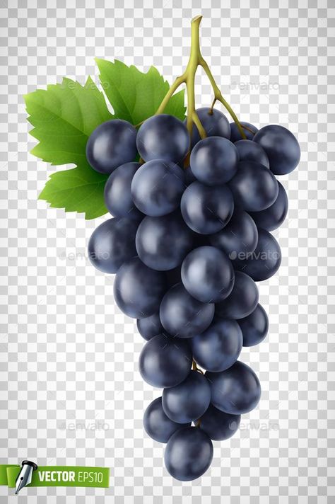 Vector Realistic Bunch of Grapes, #Grapes, #advertisement, #Bunch, #Realistic, #Vector, #ad Grape Vector, Realistic Illustration, Bunch Of Grapes, Carmen Miranda, Graphic Arts Illustration, Grape Bunch, Red Grapes, Poster Board, Travel Poster