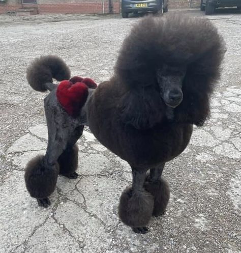 Poodle Puppy Cut, Standard Poodle Haircuts, Poodle Haircut Styles, Dog Hair Dye, Dog Haircut, Dog Dye, Black Standard Poodle, Poodle Hair, Poodle Haircut