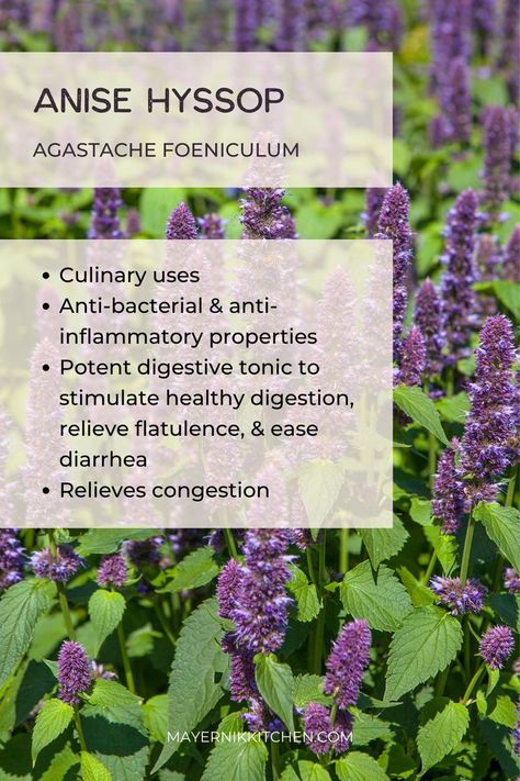 Anise Hyssop Plants, Anise Hyssop Uses, Hyssop Benefits, Garden Grimoire, Herbal Garden Ideas, Hyssop Plant, Herbalist Kitchen, Medicinal Plants And Their Uses, Herbal Salve Recipes