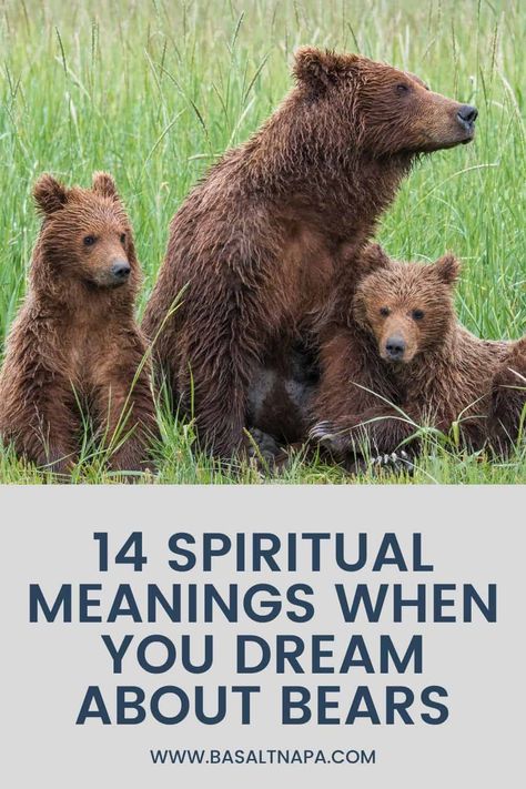 14 Spiritual Meanings When You Dream About Bears Bear Meaning, S Meaning, Animal Meanings, Animal Medicine, Symbolic Representation, Dream Meanings, Dream Interpretation, Spiritual Meaning, You Dream