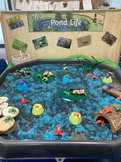 Frog Cycle, River Activities, Tuff Tray Ideas Toddlers, Tuff Tray Ideas, Mini Beasts, Tuff Spot, Eyfs Activities, Nursery Activities, 2 September