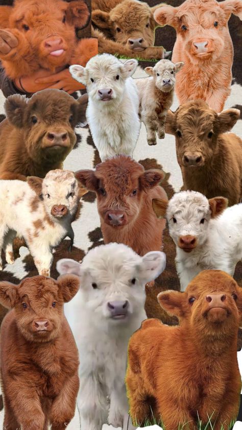 Highland Cow Wallpaper, Mini Highland Cow, Cows Mooing, Pet Cows, Cow Wallpaper, Baby Highland Cow, Baby Farm Animals, Cut Animals