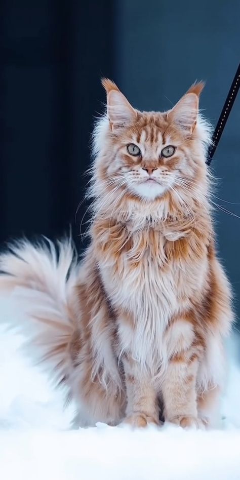 Norwegian Forest, Forest Cat, Norwegian Forest Cat, Forest