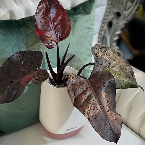 Panya Srisutham on Instagram: "Philodendron Royal Queen ‘Black Majesty’ Variegated 🕊️🩸 #philodendronroyalqueenblackmajesty #philodendronroyalqueenvariegata #houseplants #aroidaddicts #goodvibes #plantmedicine #plantlife #plantgang #plantdaddy #plantmom #plantgay #plantmama #plantaddiction #indoorplant #plantunicorn #variegatedplant #exclusiveplants #rareplant #specialplants #plantcommunity #plantplantplant #indoorplants #plantinstagram" Philodendron Majestic, Philodendron Melanochrysum, Philodendron Mccolley Finale, Philodendron Camposportoanum, Philodendron Micans Velvet, Variegated Plants, Interior Plants, Royal Queen, Plant Mom