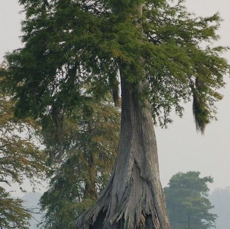 Great Dismal Swamp, Dismal Swamp, Gothic Americana, Business Aesthetic, Cypress Trees, Wildlife Habitat, One Million, October 20, Water Conservation