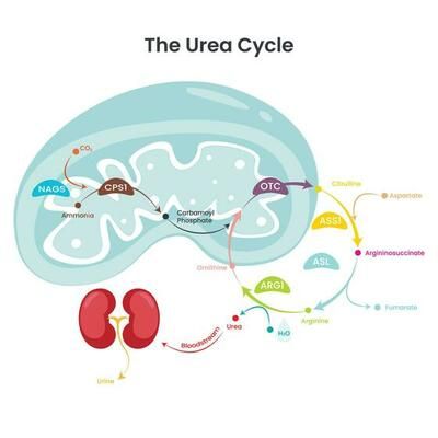 Mendel's Law of Independent Assortment 7165603 Vector Art at Vecteezy Urea Cycle, Biochemistry Notes, Biochemistry, Vector Art, Vector Free, Clip Art, Art