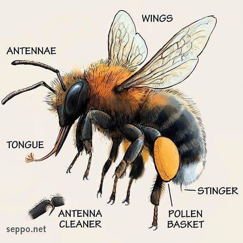 FeedTheBees (@feed_the_bees) on Instagram: “Bees have different tongue lengths ... 🐝🐝🐝🐝🐝 Bumblebees with shorter tongues need low, open flowers…” Bee Anatomy, Bee Life Cycle, Foto Macro, Beekeeping For Beginners, Raising Bees, Buzzy Bee, Bee Boxes, Open Flower, Bee Tattoo