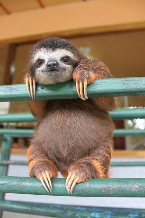 Pictures Of Sloths, Baby Sloth, Baby Animals Pictures, Cute Sloth, Cute Wild Animals, Cute Animal Photos, Cute Animal Pictures, Sweet Animals