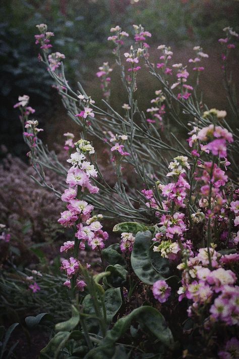 Hoary Stock | Floral | Garden | Flowers | Matthiola Incana | Moody Flowers | Floral photography @serpentineandsage Matthiola Incana, Moody Flowers, Gothic Flowers, Southern Gothic, Floral Photography, Floral Garden, Garden Flowers, Flower Field, Flowers