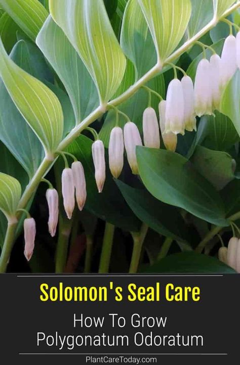 Solomon's Seal Plant (Polygonatum Odoratum) perennial, dangling white flowers, shade-loving, spreads slowly by rhizomes, easy to maintain. [DETAILS] Solomon’s Seal Plant, Solomon Seals Plant, Solomon’s Seal, Solomons Seal Plant, Medicine Garden, Solomon Seal, Water Wise Plants, Bridal Decor, Backyard Shade