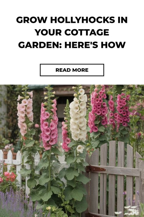 Hollyhocks blooming next to a white picket fence in a cottage garden. Alcea Rosea Flower, Double Hollyhocks Flowers, How To Grow Hollyhocks, Hollyhocks How To Grow, Hollyhocks Garden, Cottage Garden Perennials, Growing Hollyhocks, Holly Hocks, Hollyhock Seeds