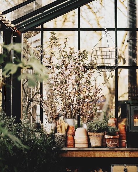 Plant Interior, Apothecary Shop, 1st May, Veg Patch, Garden Herbs, Garden Life, A Aesthetic, She Sheds, Love Of Nature