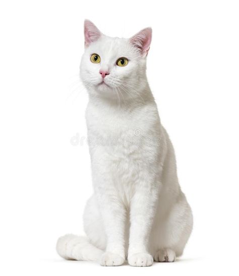 Cats White Background, Silly Cat White Background, Cute Cat White Background, Polydactyl Kitten, White Cat With Yellow Eyes, Lykoi Cat, White Cat In Nature, Cute Black Kitten, British Shorthair Kittens