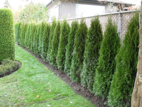 However beautiful and well-maintained your chain link fencing may be, it can look a little foursquare and anonymous. Interesting and colorful plants and flowers are ideal to jazz up the area around your fencing, and to make your outdoor area both beautiful and individual.   Step 1: Ideal Spacing  It’s important not to site plants too close to your fencing, as they can cause damage. A good rule of thumb is to leave the same distance between plant and fence as you would between each plan… Simple Fence, Cedar Hedge, Privacy Landscaping Backyard, Privacy Trees, Landscaping Backyard, Privacy Landscaping, Living Fence, Backyard Privacy, Garden Shrubs