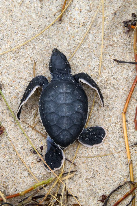 Baby Sea Turtles | Baby Loggerhead Sea Turtle | naturetime Sea Turtle Facts, Turtle Facts, Sea Turtle Pictures, Loggerhead Sea Turtle, Baby Sea Turtles, Baby Sea Turtle, Tortoise Turtle, Terrapin, Turtle Tattoo