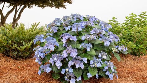 Why Bailey Says Its New Hydrangea Variety Will Be a Smash - Greenhouse Grower Pop Star Hydrangea, Texas Garden, Hydrangea Shrub, Hydrangea Varieties, Bigleaf Hydrangea, Endless Summer Hydrangea, Hydrangea Colors, Hydrangea Macrophylla, Hydrangea Not Blooming