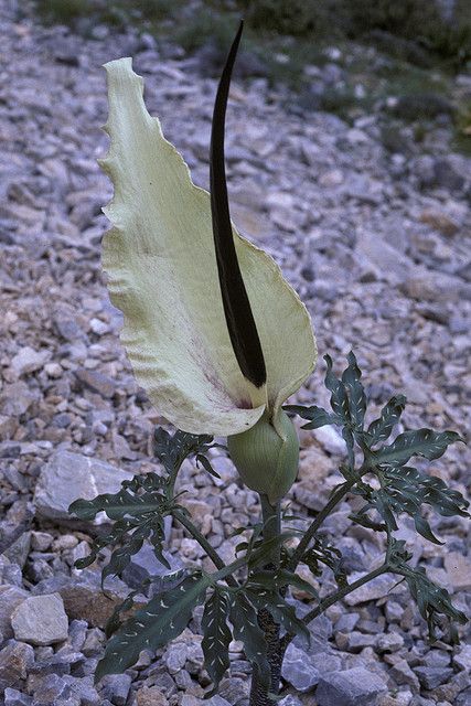 Dracunculus vulgaris white-spathed form Greece Crete, Arum Lily, Strange Flowers, Gothic Garden, Unusual Plants, Unusual Flowers, Rare Flowers, Language Of Flowers, Rare Plants