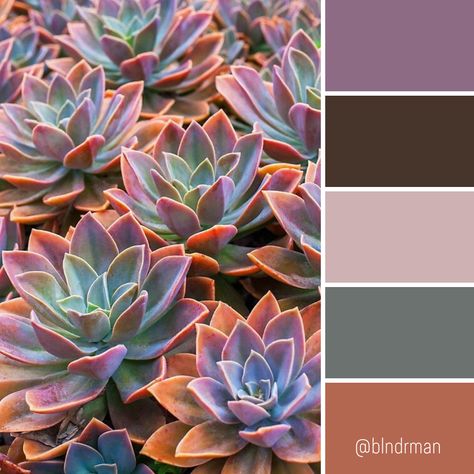 Terracotta And Lavender Color Palette, Purple Desert Color Palette, Purple Tan Color Palette, Purple And Terracotta Decor, Green And Purple Color Scheme, Quilt Color Schemes Colour Palettes, Purple Green Orange Color Palette, Lilac And Terracotta, Terra Cotta Color Palette