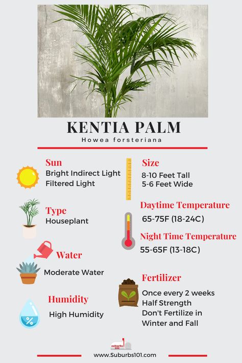 Kentia Palm Indoors, Corn Plant Indoor Care, Corn Plant Indoor, Areca Palm Care, Palm Plant Indoor, House Tree Plants, Palm Plant Care, Howea Forsteriana, Plants Guide