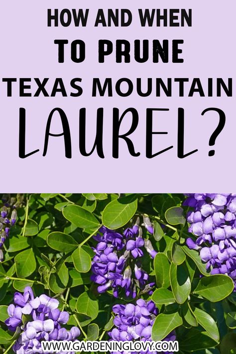 Mountain Laurel Flower, Texas Mountain Laurel Tree, Texas Shrubs, Laurel Bush, Spanish Style Home Exterior, Texas Mountain Laurel, Laurel Tree, Texas Native Plants, Desert Design